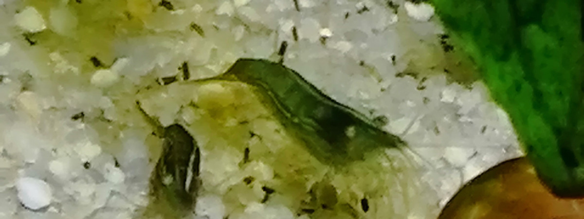 aquarium Crevettes Babaulti green
