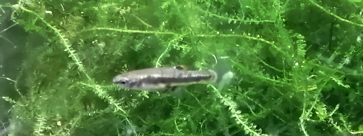 aquarium Hétérandria Formosa