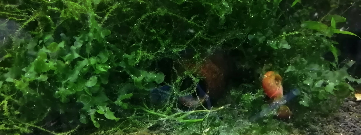 aquarium Crevettes Yellow néon