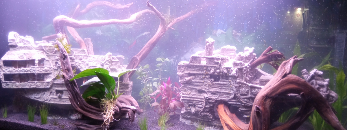 aquarium Epave