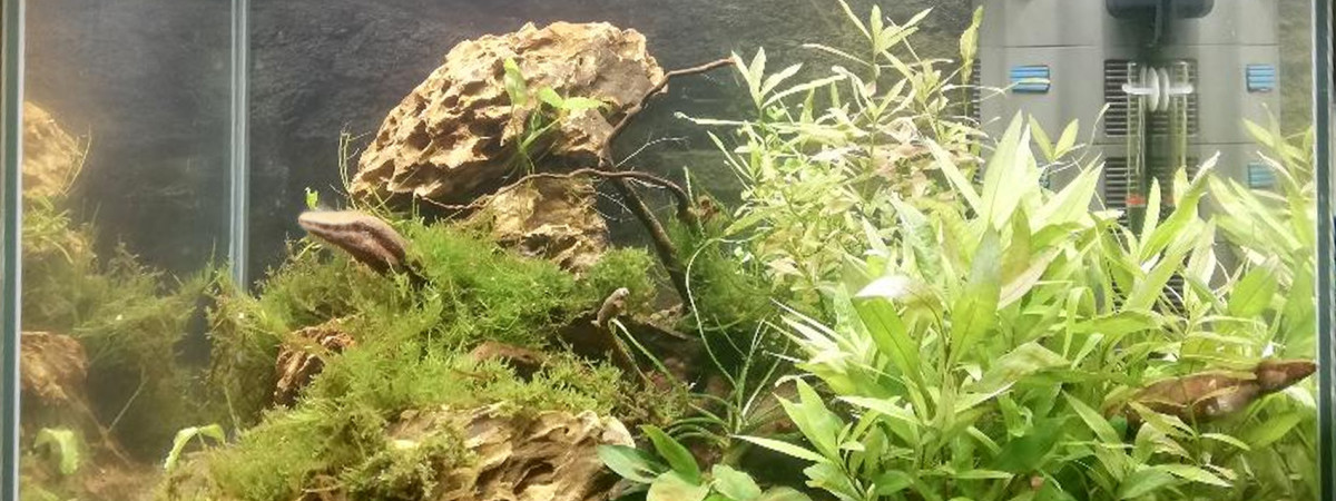 aquarium Aquapopo
