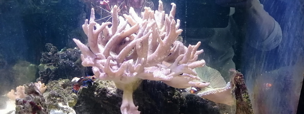 aquarium Récifal