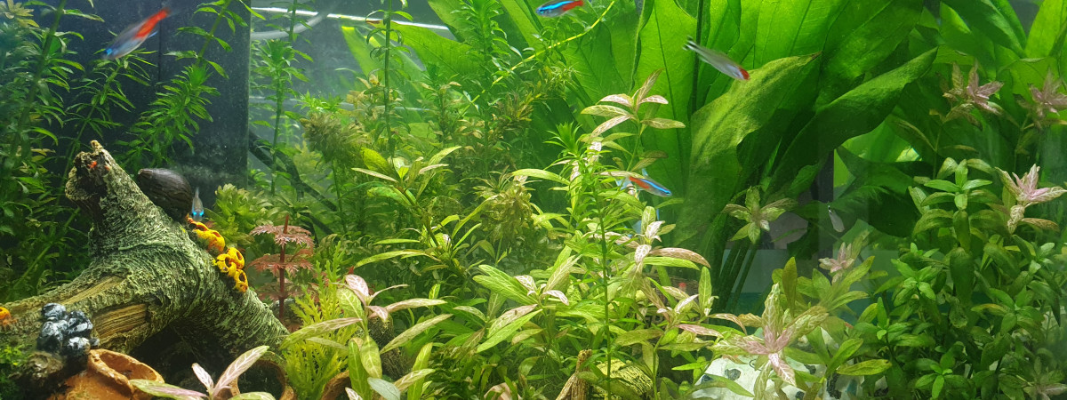 aquarium Salon