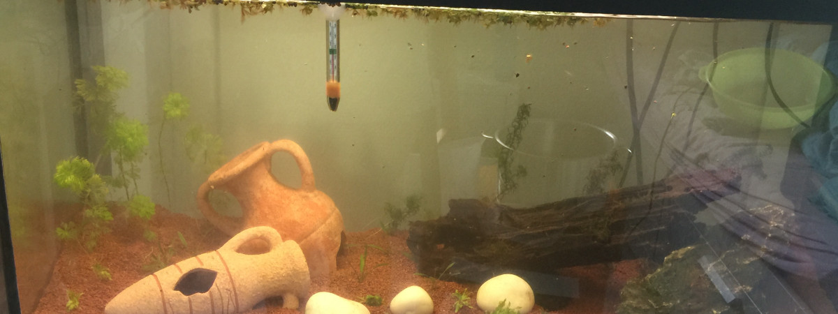 aquarium Bac communautaire