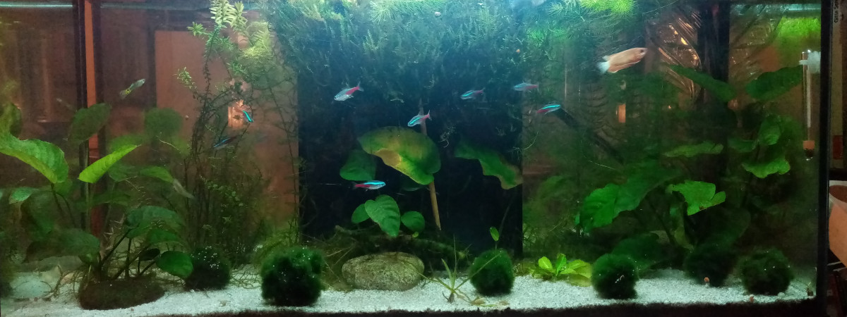 aquarium Communautaire