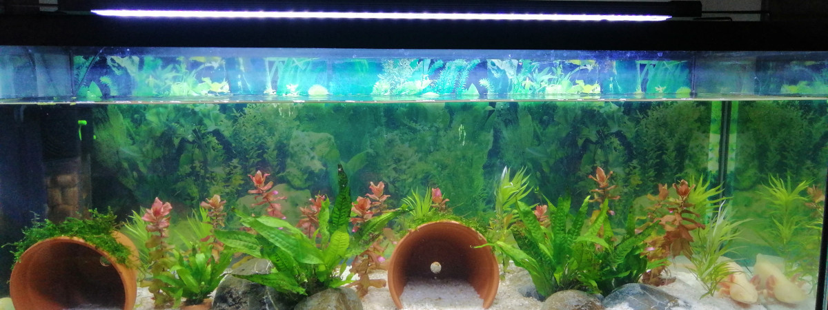 aquarium Axolotl