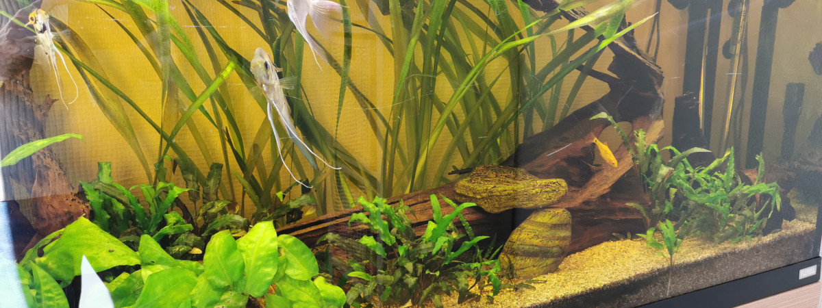 aquarium Fluval 240