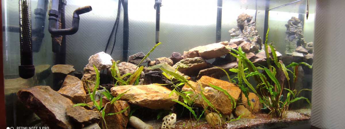 aquarium afrique