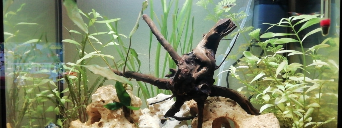 aquarium Aquarium communautaire