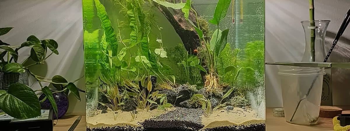 aquarium LowTech Betta