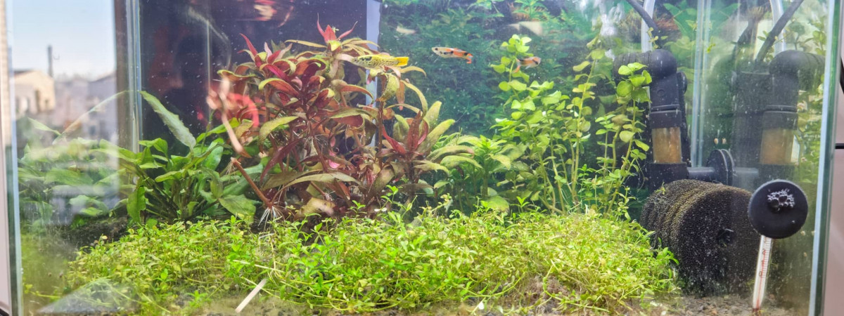aquarium 13L du Mordor
