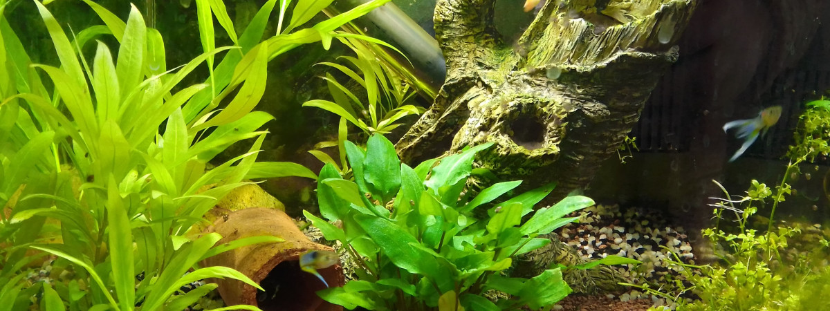 aquarium 20L