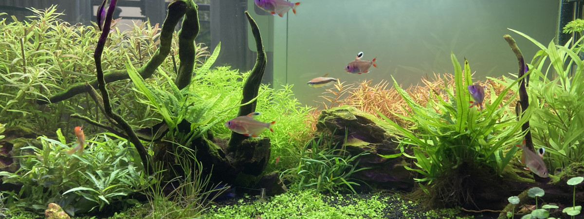aquarium Cédric