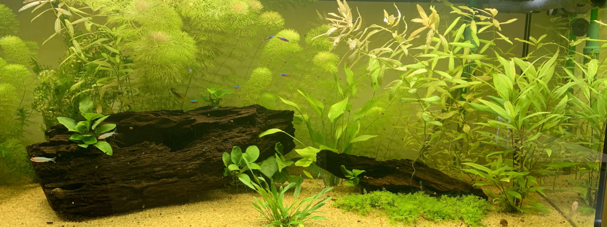 aquarium Amazonien 1