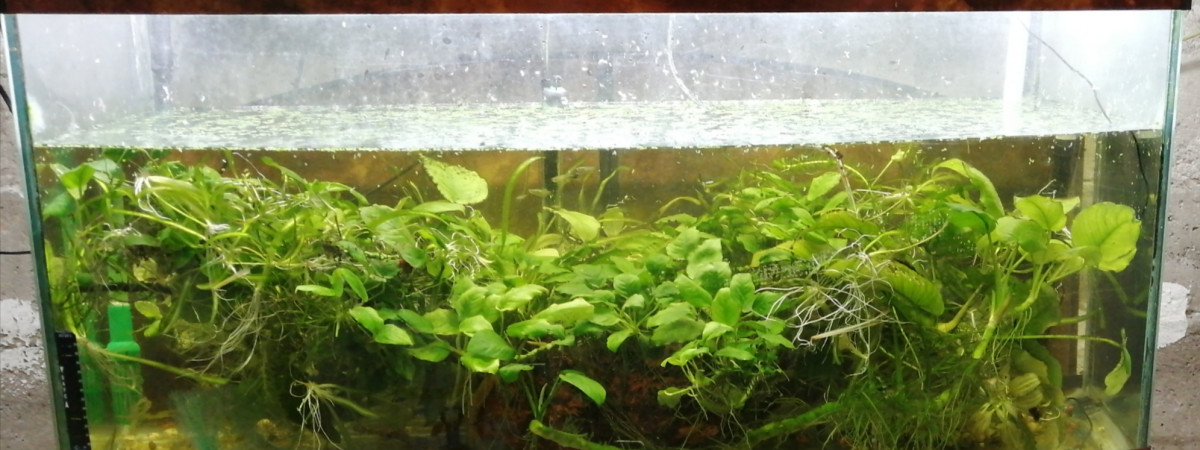 aquarium Bacadeau