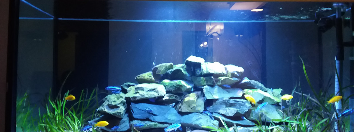 aquarium Aquarium 700l malawi