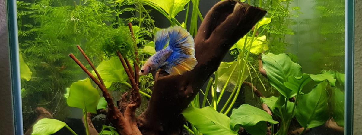 aquarium Mon premier bac - janvier 2018