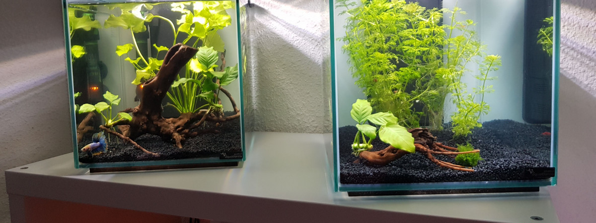 aquarium Mon second bac - février 2019