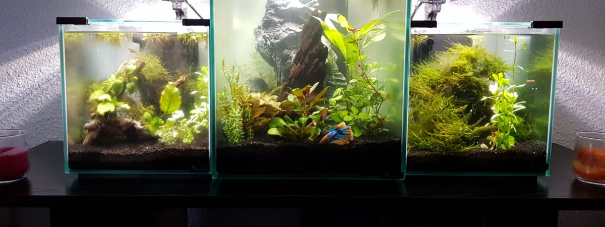 aquarium Mon troisième bac - avril 2019