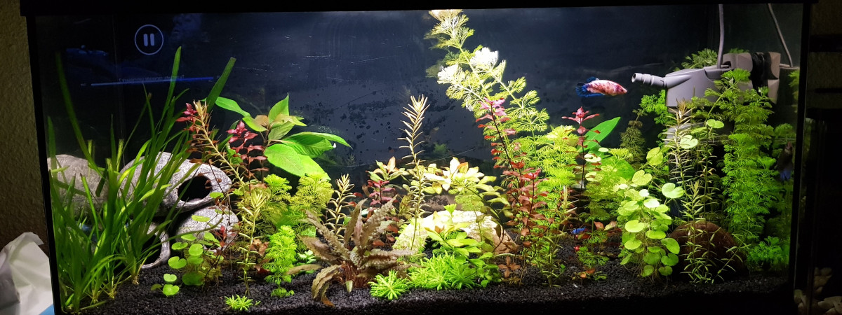 aquarium Mon quatrième bac - aout 2019