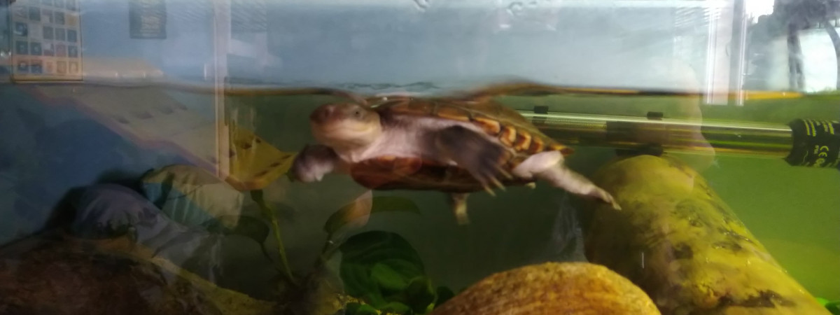 aquarium Ancienne-Koggyland