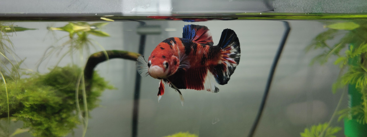 aquarium Bac Betta Splendes