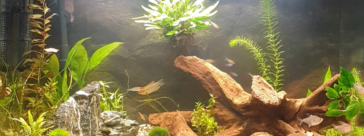 aquarium Sofy73