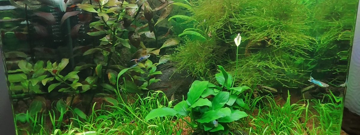 aquarium Nano Tank 60 litres