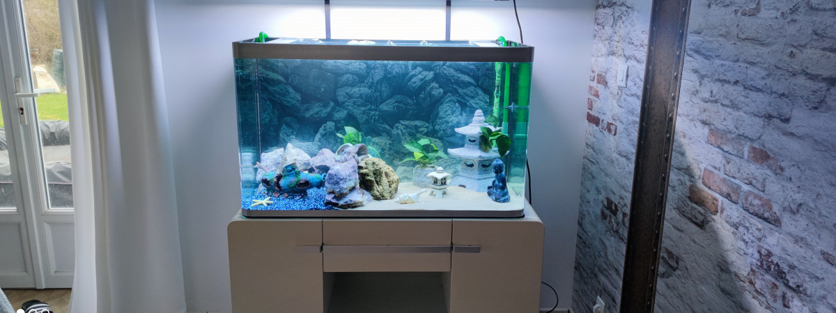 aquarium Cichlide