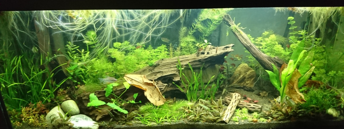 aquarium RIO 240