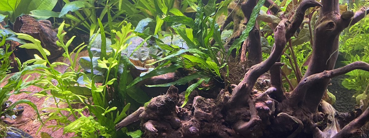 aquarium Aquarium Communautaire 90 Litres