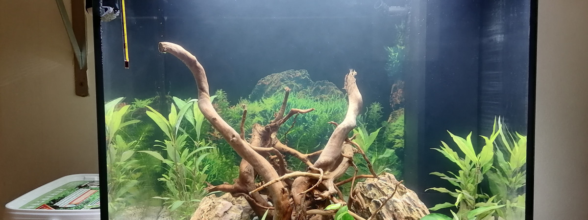 aquarium Comuno First