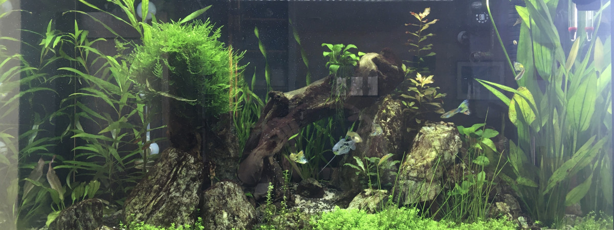 aquarium Set up