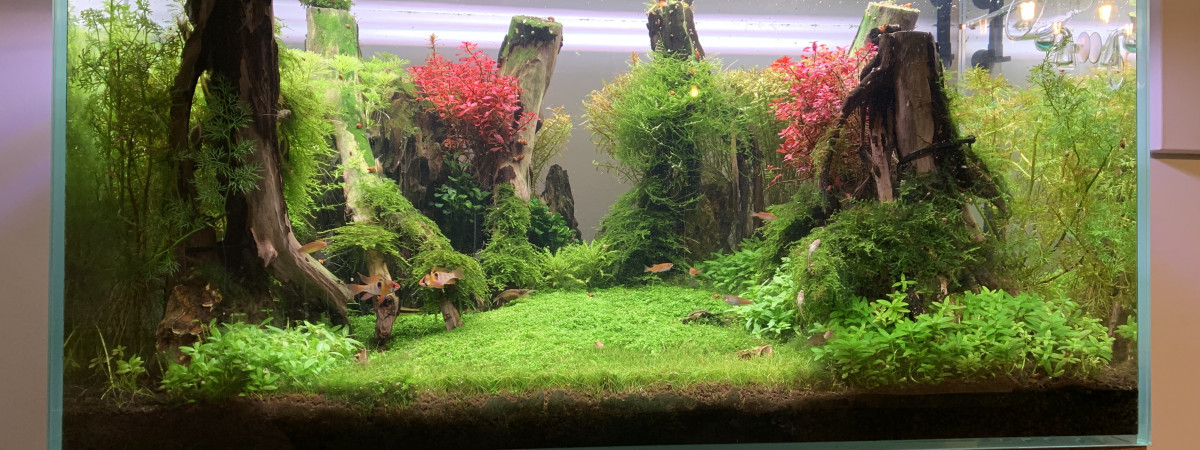 aquarium La clairière enchantée