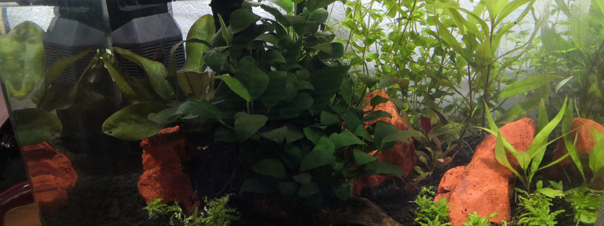 aquarium Aqua betta