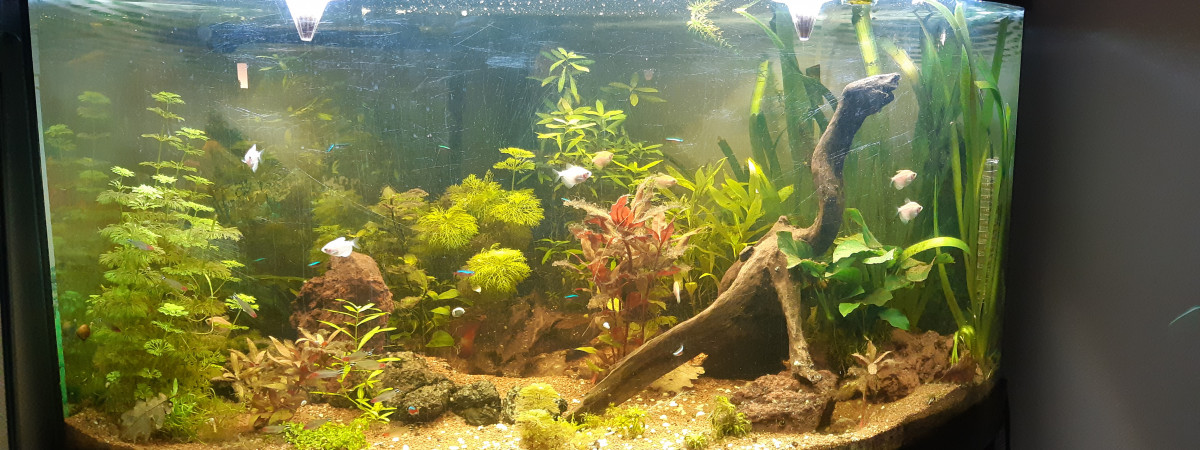 aquarium Bac 2   Juwel Trigon 350