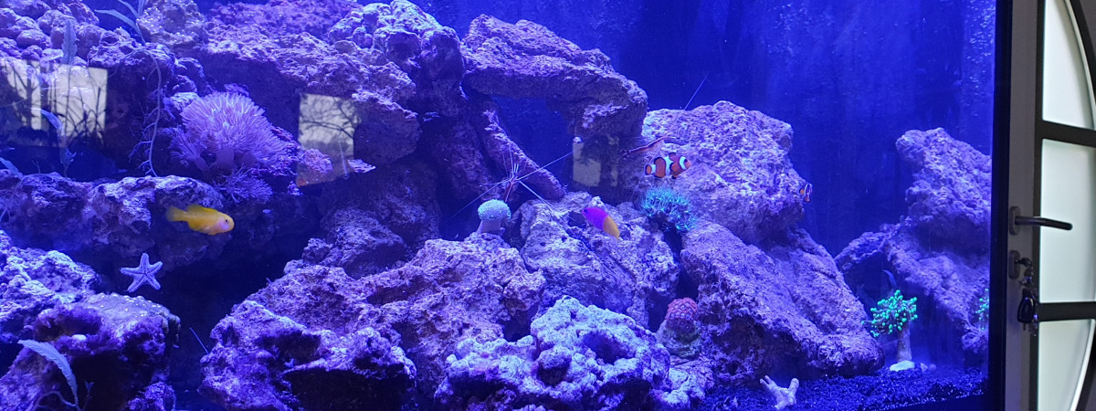 aquarium Recifal