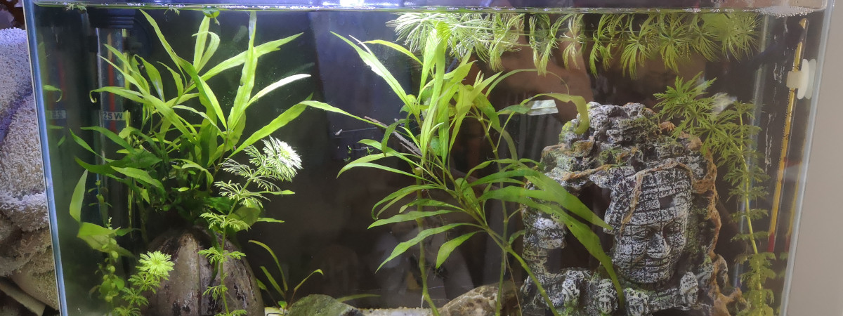 aquarium 18L