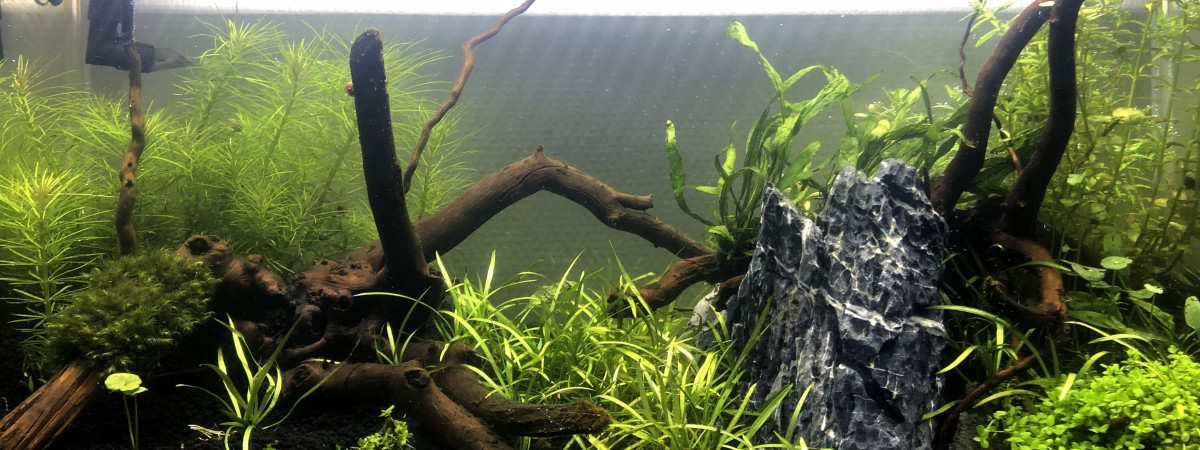 aquarium Aquarium Communautaire