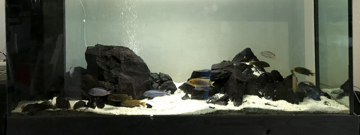 aquarium Malawi