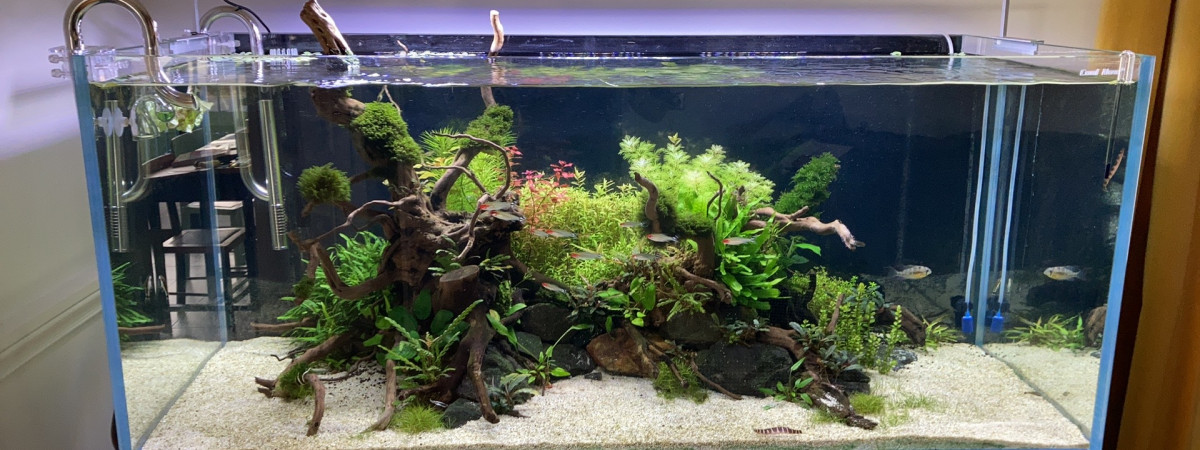 aquarium 300 L