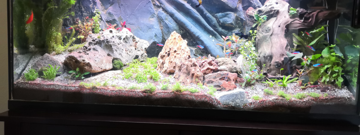 aquarium Après essai de transformation en aquascape