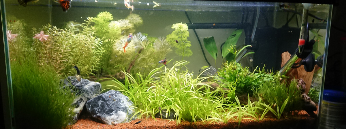aquarium Ciano Aquarium 60 LED