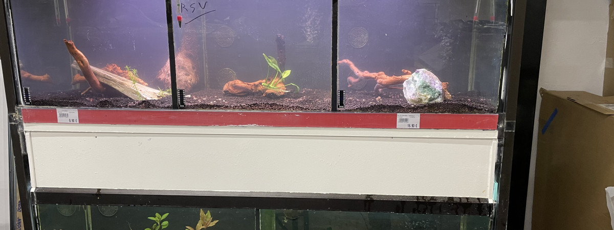 aquarium Platy