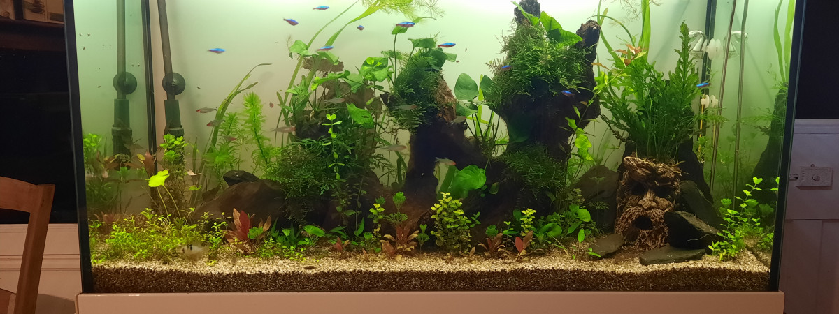 aquarium Amazonie