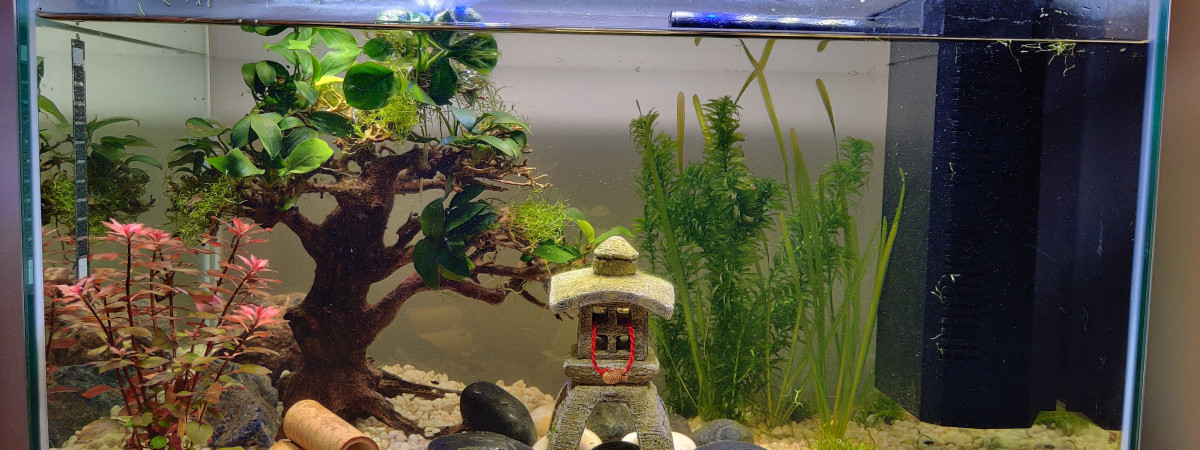 aquarium Mon aquarium
