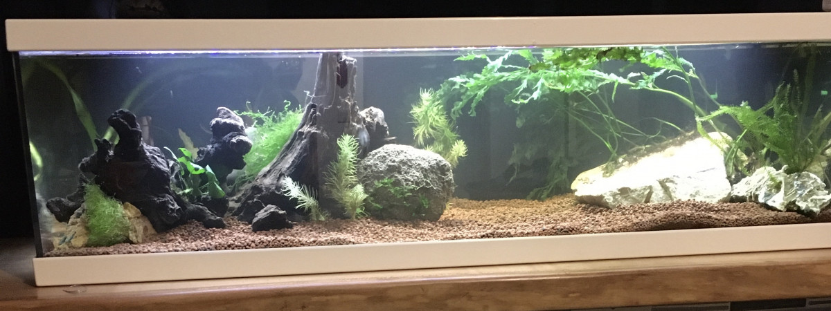 aquarium Comptoir