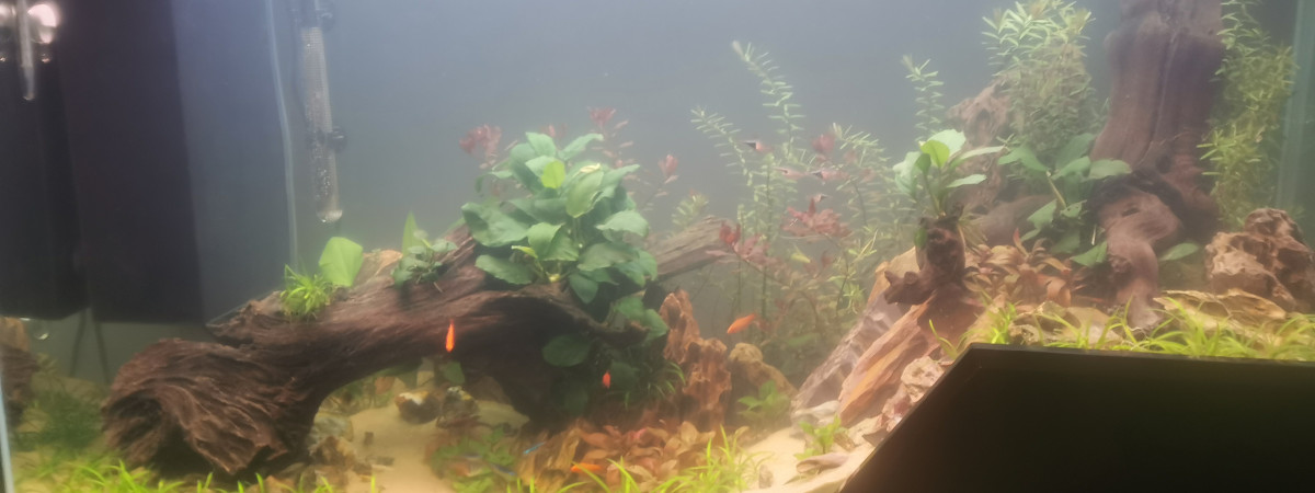aquarium 220l