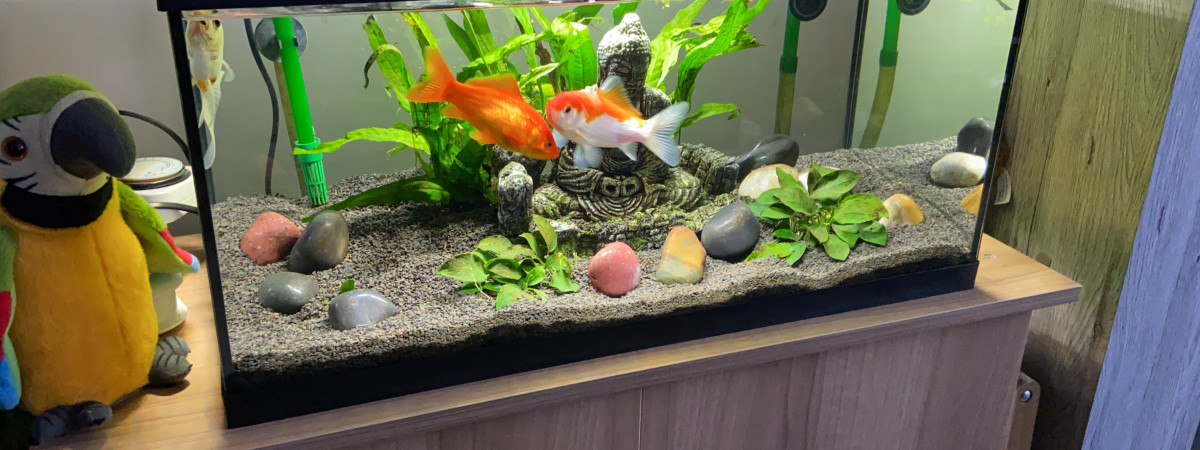 aquarium Aqua54
