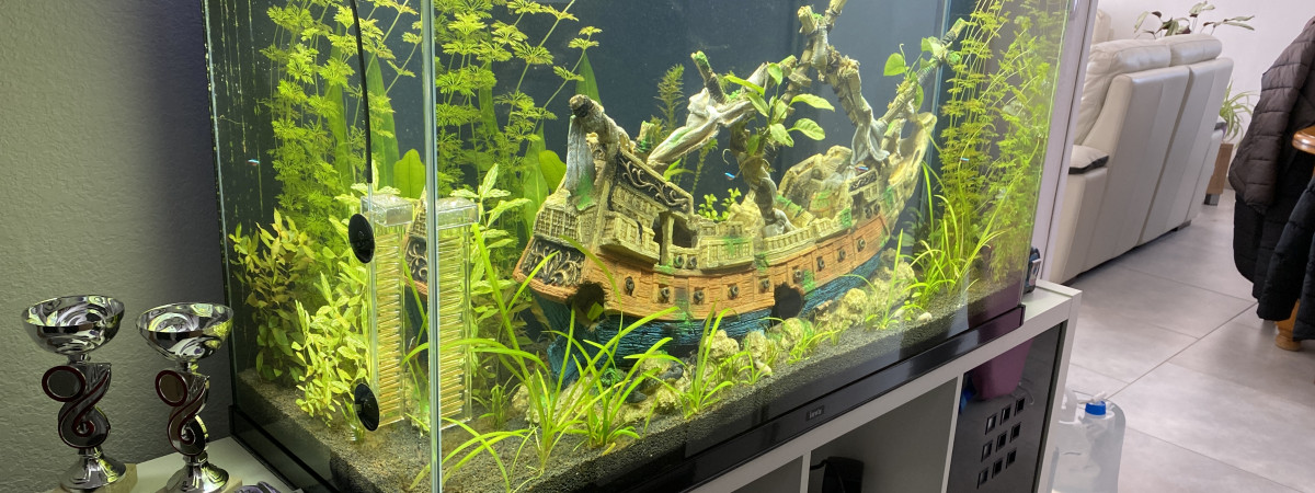 aquarium Decouverte